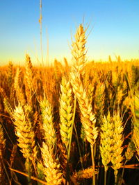 Close-up of wheat growing on field against sky