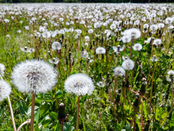 Close-up of dandelion growing in field