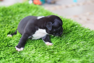 Black dog in a field