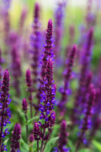 Close-up of purple flowering plant on field