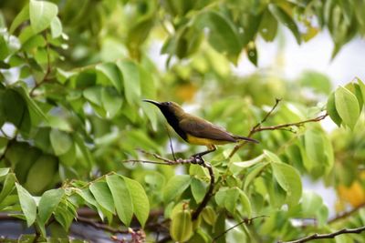 Low angle view of bird perching on branch