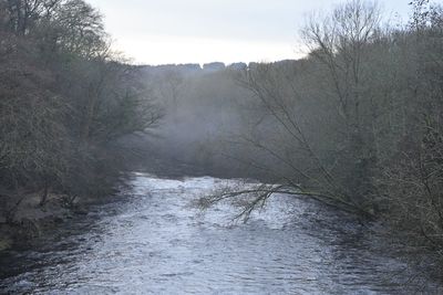 Scenic view of river amidst trees against sky