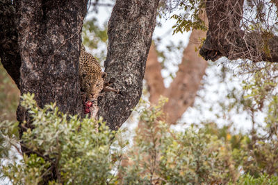 Leopard with dead animal sitting on tree trunk