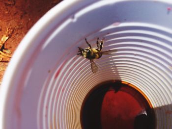 Close-up of spider