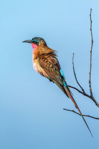 Low angle view of bird perching on twig against clear blue sky