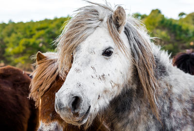 Close-up portrait of horse