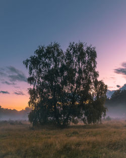 Trees on field against sky during sunset