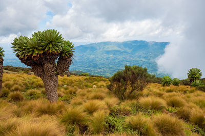 Giant groundsel growing in the wild at the 7 ponds trail in the aberdare national park,