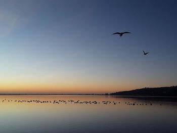 Birds flying in the sky