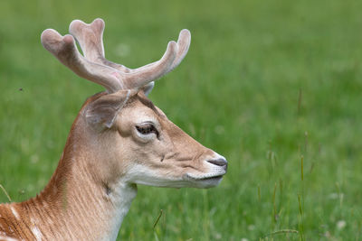 Head shot of a male fallow deer with antlers