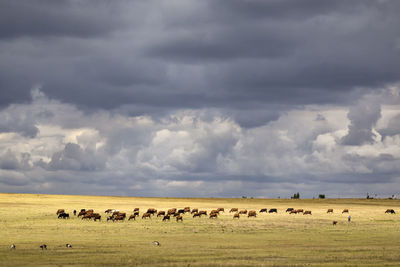 High angle view of cattles with shepherd on field against sky