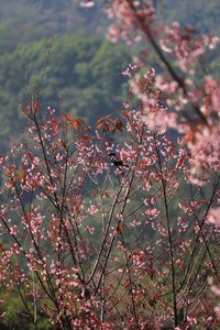 Close-up of pink cherry blossom tree