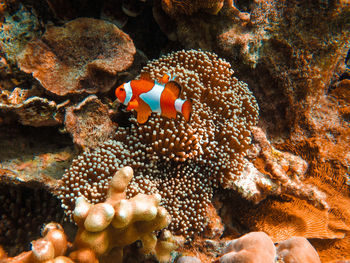 Fish swimming in sea