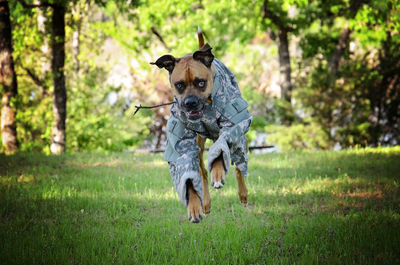 Dog in military uniform running on grass