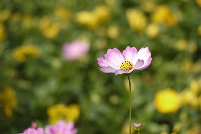 Close-up of pink flower