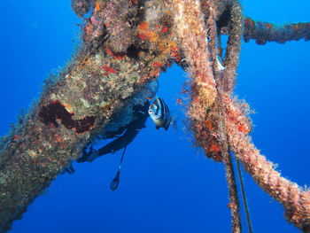 Low angle view of coral swimming in sea