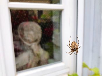 Close-up of spider on web