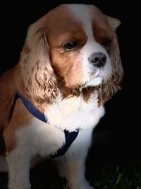 Close-up of dog looking away