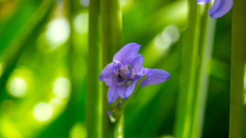 Close-up of purple flowers blooming