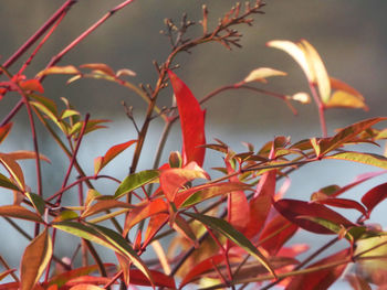 Close-up of red flowering plant