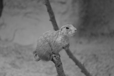 Close-up of squirrel on rock