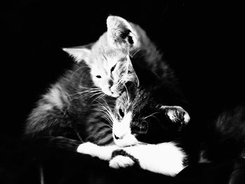 Close-up of kitten relaxing against black background