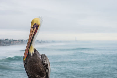 Close-up of a bird against the sea