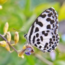 Close-up of butterfly on flower