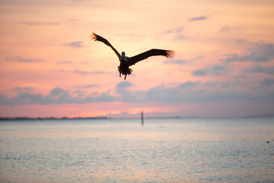 Seagull flying in a sea