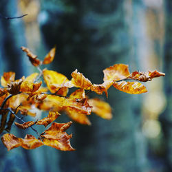 Close-up of maple leaves during autumn