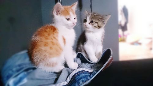 Close-up of kitten sitting at home