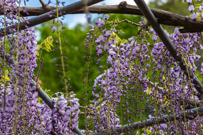 Close-up beautiful full bloom of purple pink wisteria blossom trees flowers in springtime sunny day