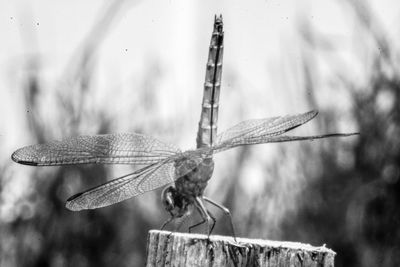 Close-up of dragonfly