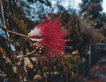Close-up of red flower on tree