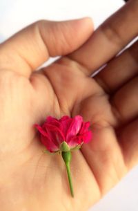 Close-up of hand holding flower