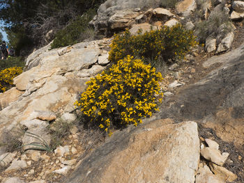 Yellow flowers growing on rock