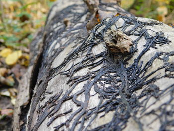 Close-up of lizard on tree trunk