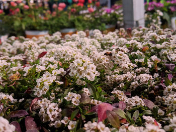 Close-up of pink flowering plants