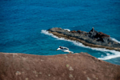 Seagull flying above shore