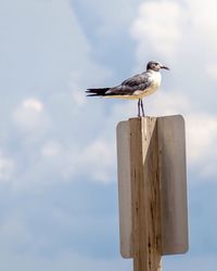 Seagull perching on pole against sky