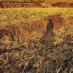 Full frame shot of crop in field