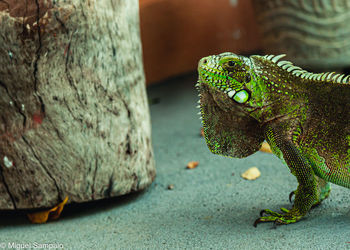 Close-up of lizard on rock