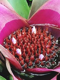 Close-up of pink flowers