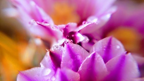 Close-up of pink rose flower