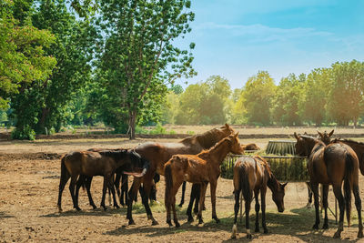 Horses on field