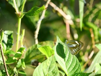 Closeup photos the brown striped white butterfly perched on the green leaves.