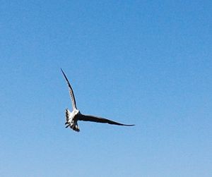 Low angle view of birds flying in sky