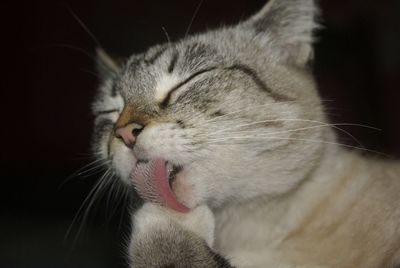 Close-up of a cat with closed eyes