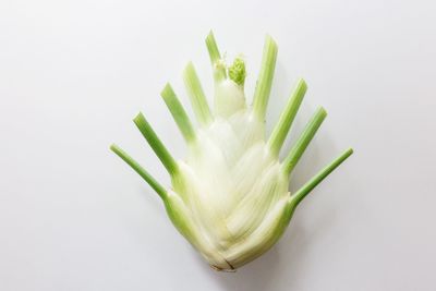 Close-up of green fennel against white background