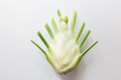 Close-up of green leaf against white background